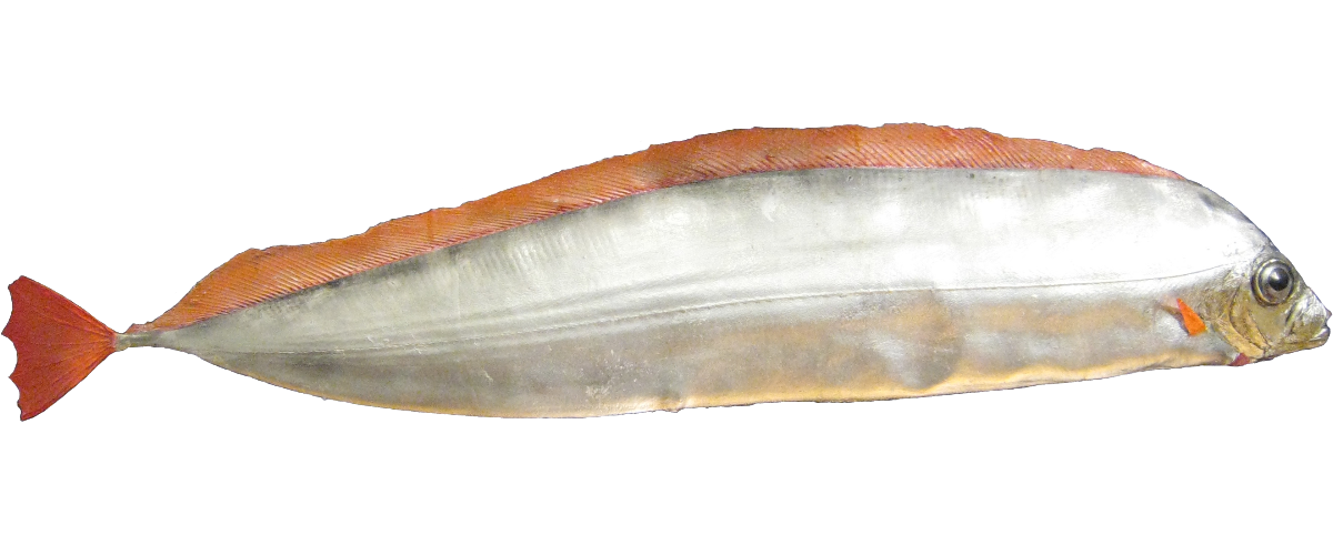 Silvurkalvi