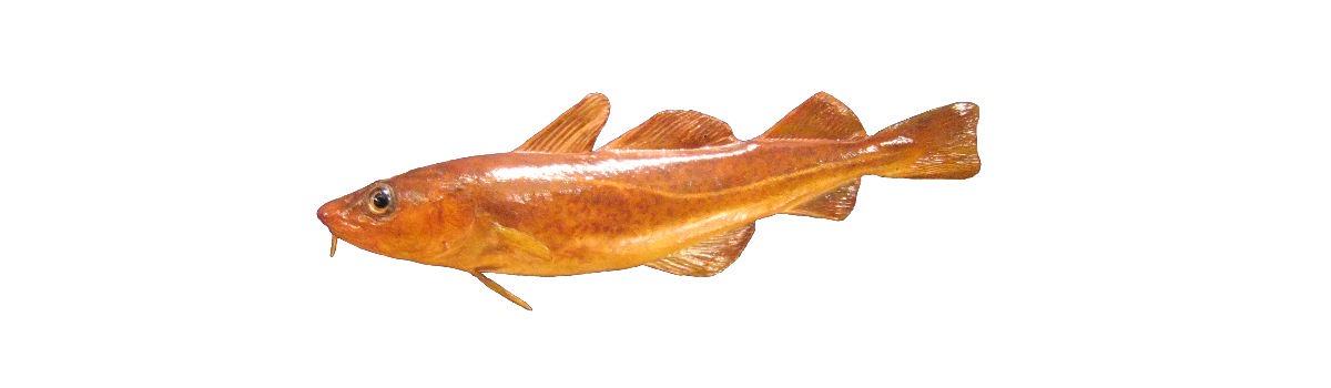 Toskur (reyðfiskur)