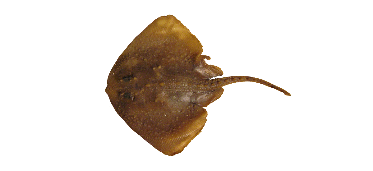 Tindaskøta