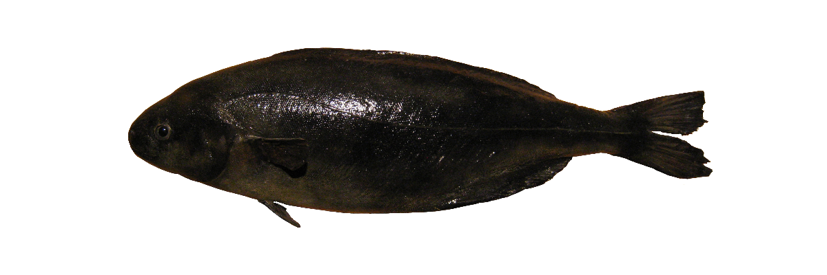 Svartfiskur