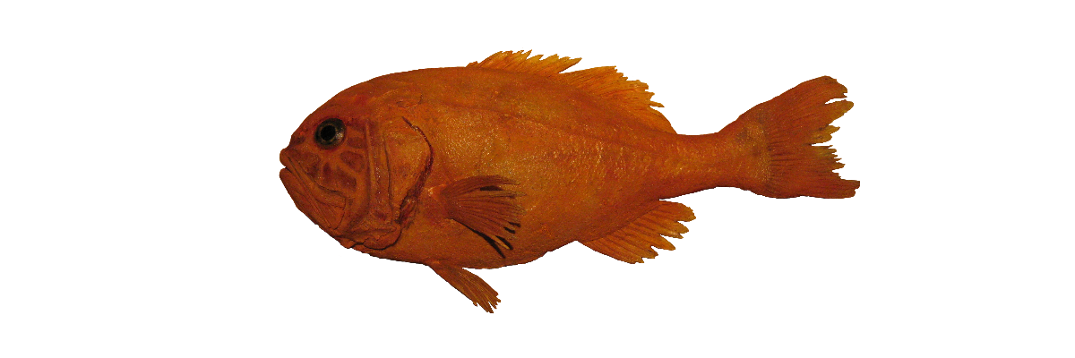 Búrfiskur