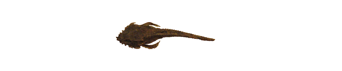 Brynjukrutt