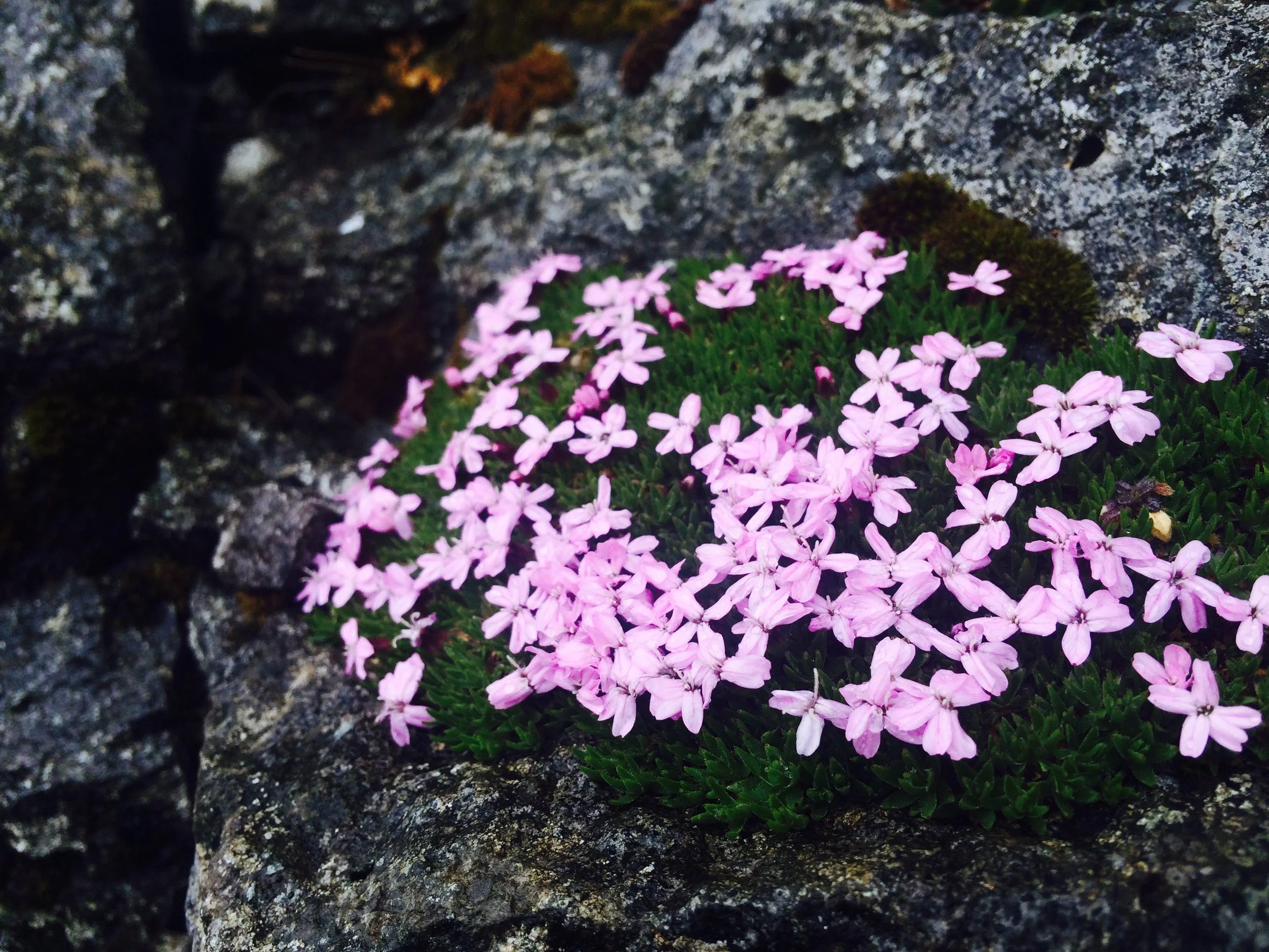 Túvublóma Silene acaulis Mynd Dánial Jespersen