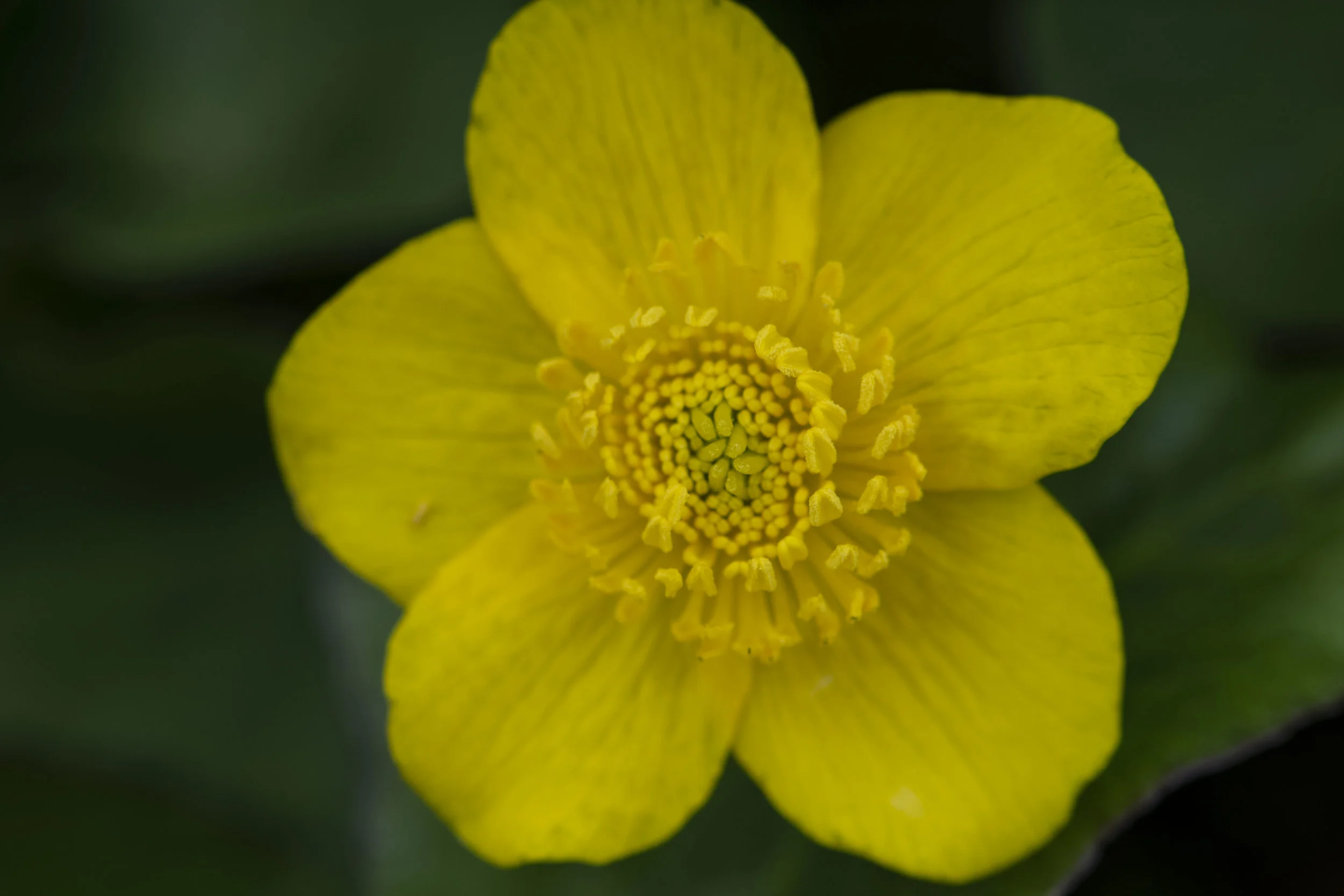 DSC_0091.jpg