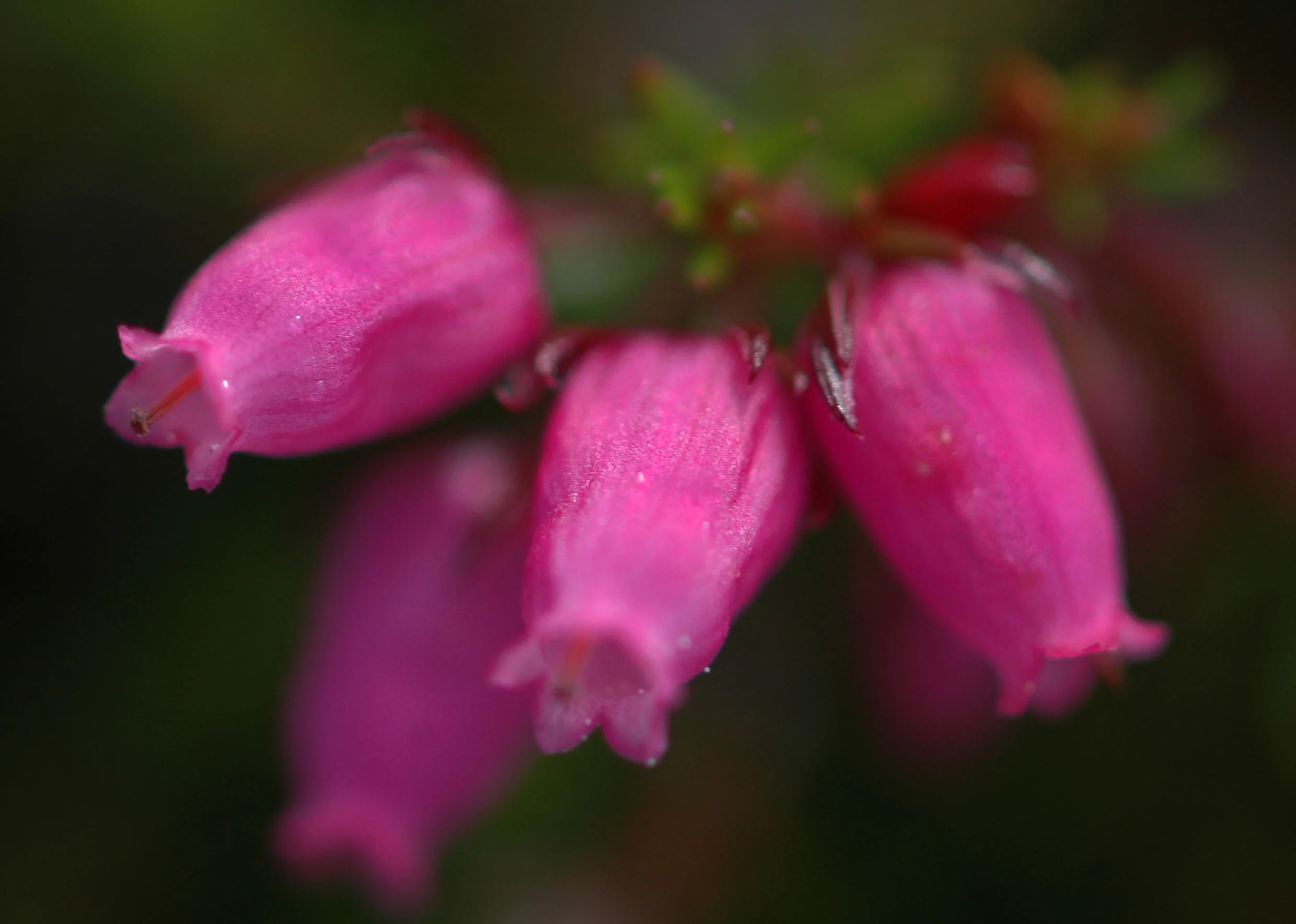 Klokkulyngur Erica cinerea