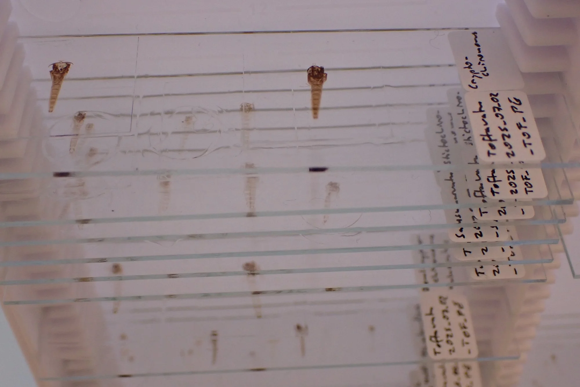 Freshwater monitoring reveals unknown midge diversity