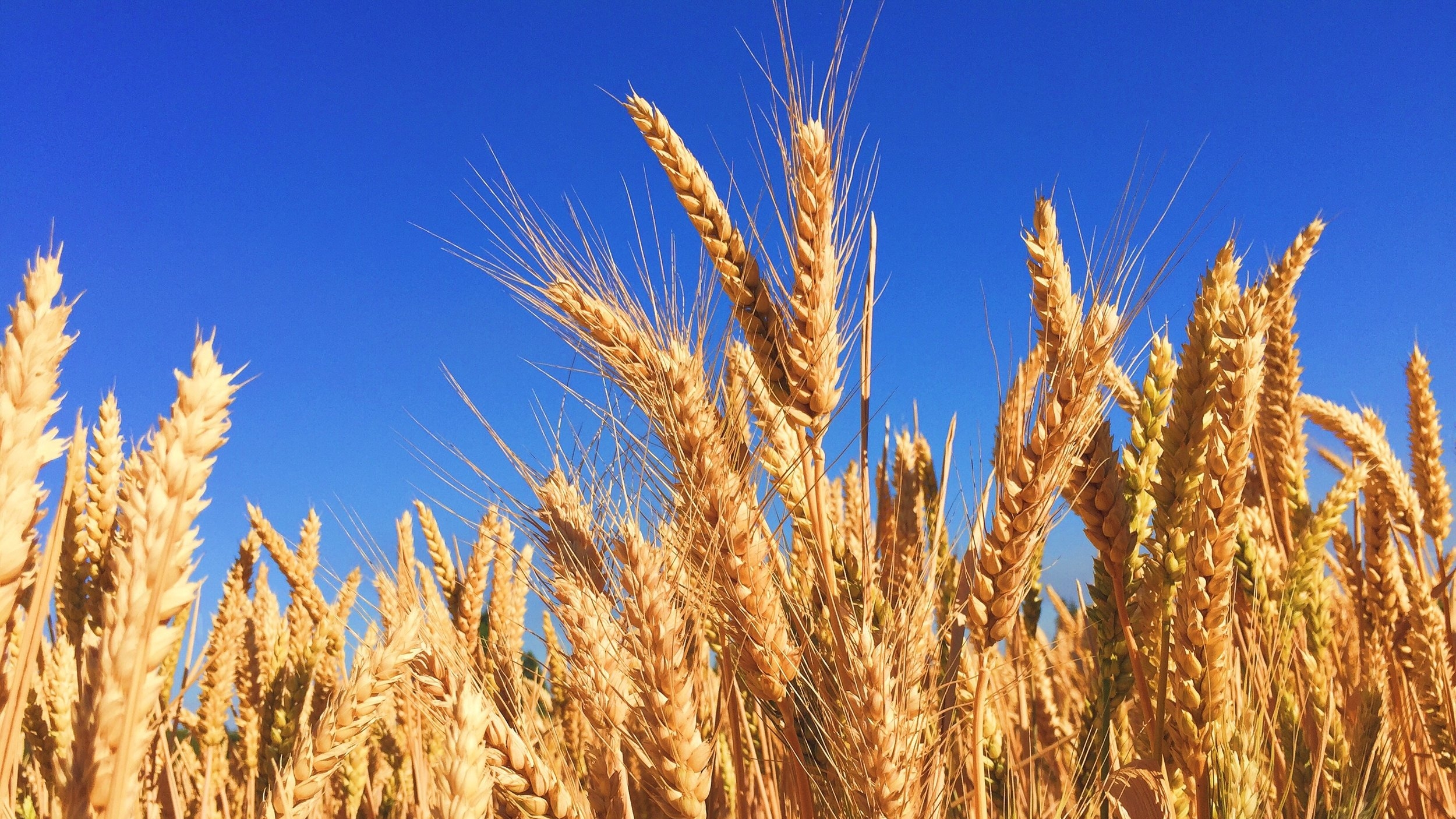 Wheat Field - Celiac Disease