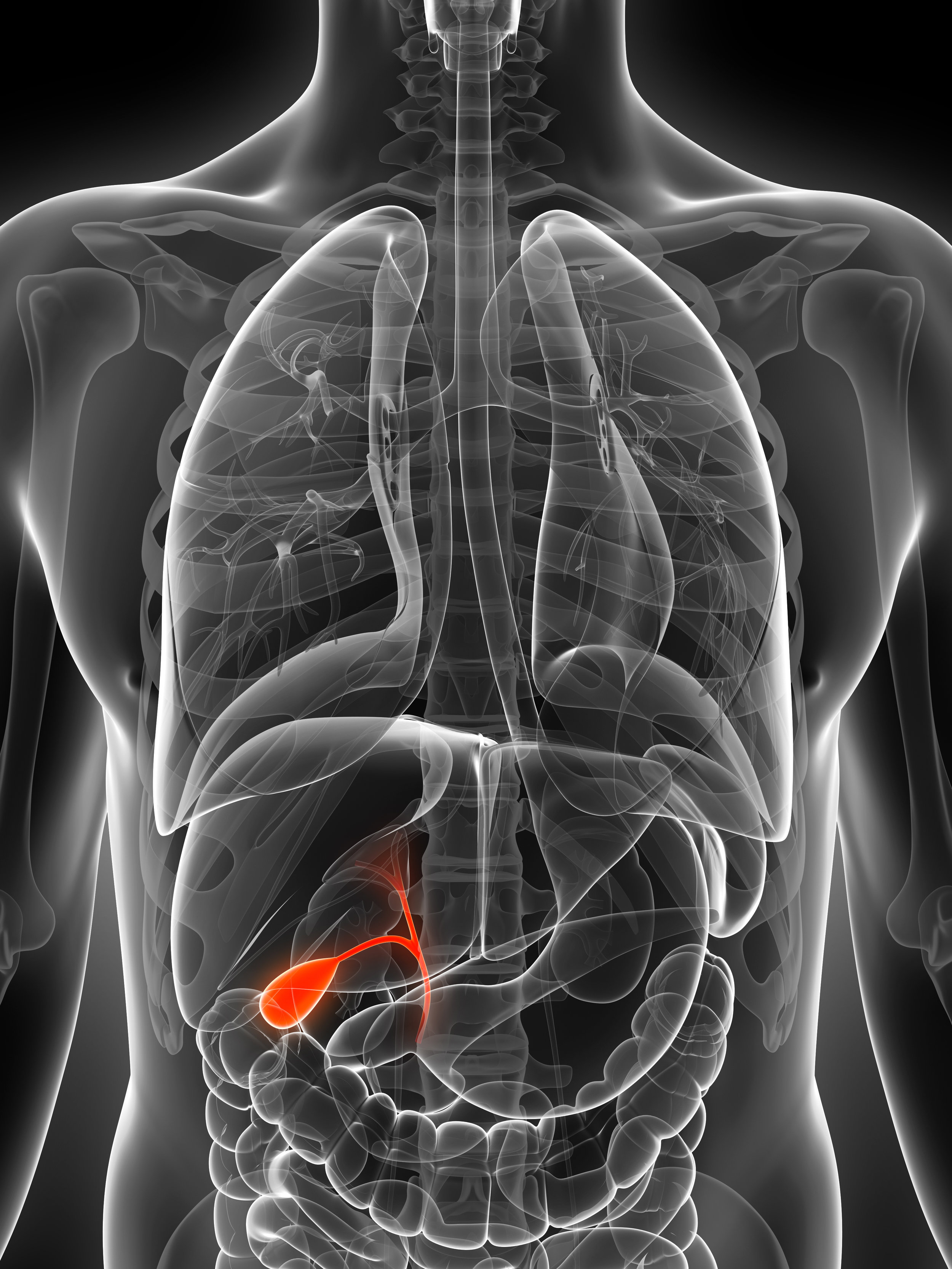 Gallbladder Location In Human Body