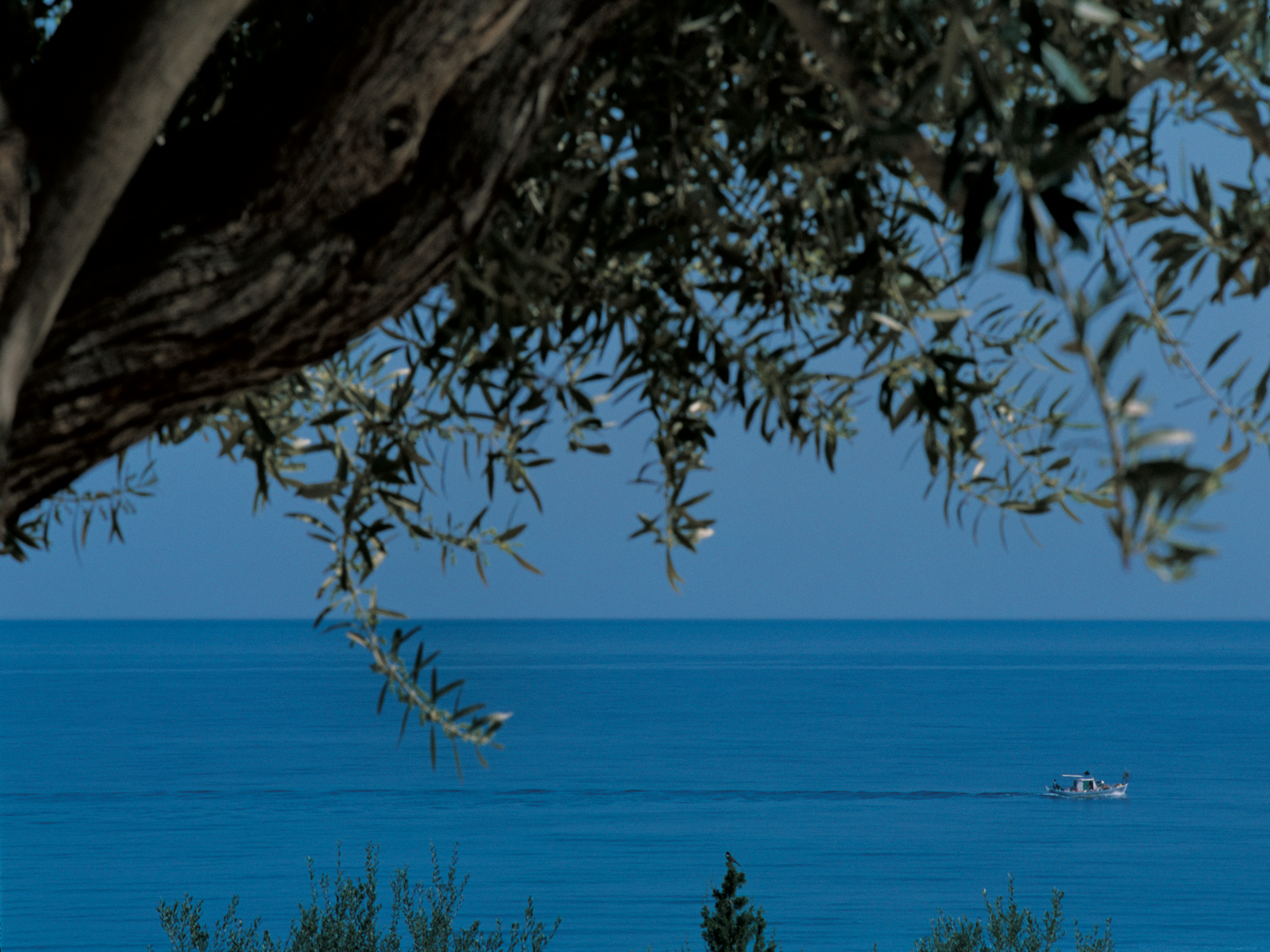 Cyprus Olive tree and sea.png