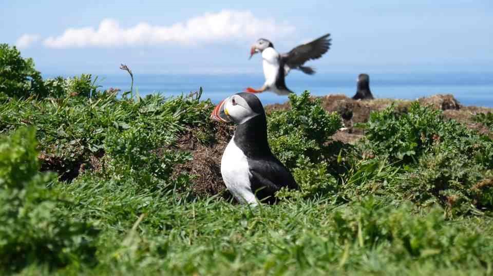 puffins-on-the-treshnish-isles.jpg