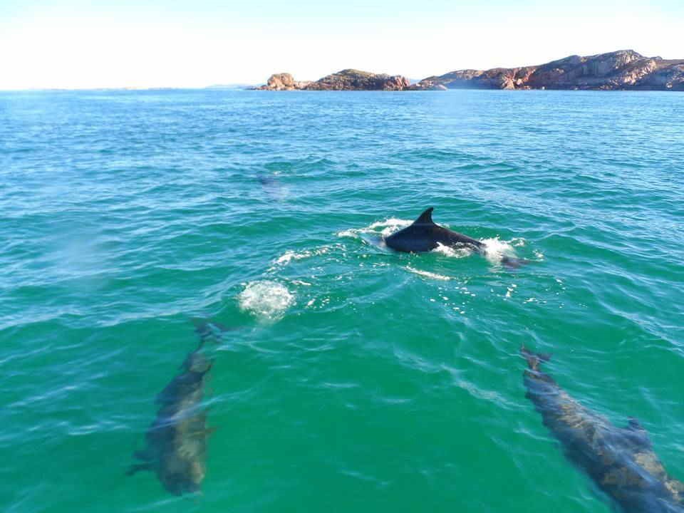 common-dolphins-playing-near-the-boat.jpg