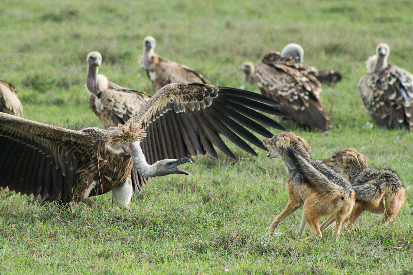 LR jackals and vulture.jpg