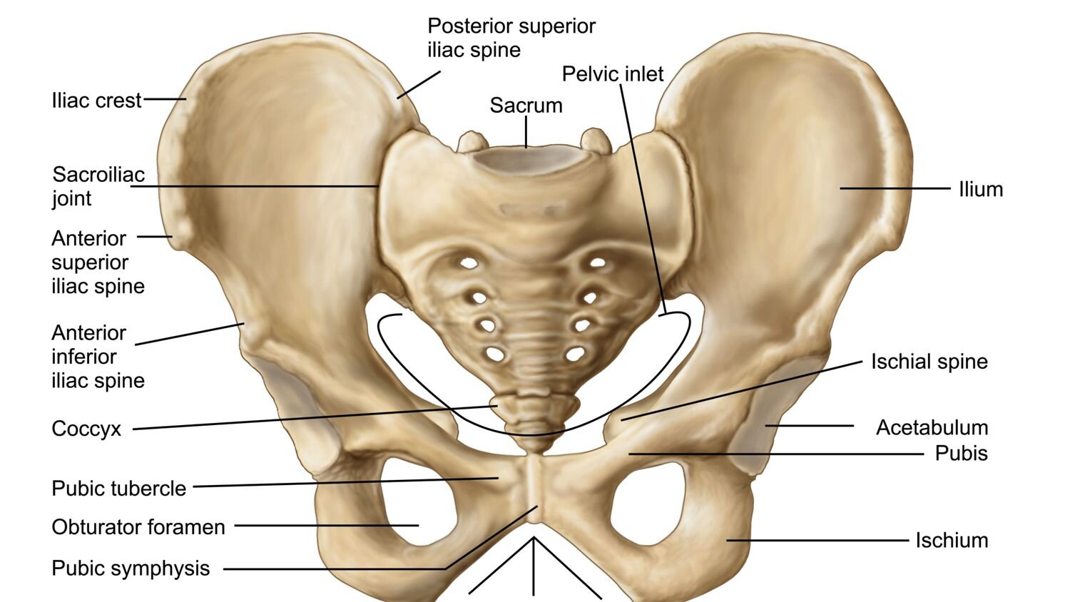 How to adjust your yoga practise for Pelvic Girdle Pain — Wild Kat