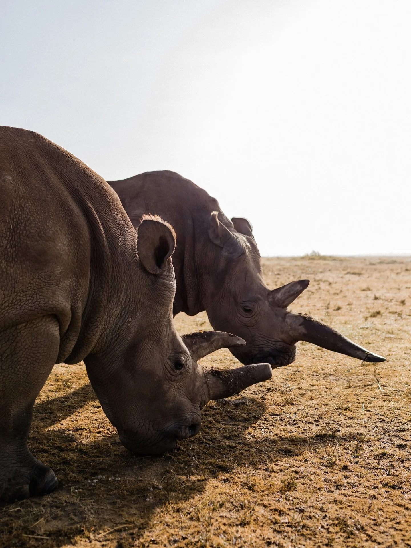 When most people think of a Kenyan safari, they think of the famous Big Five &mdash; lion, leopard, elephant, buffalo and rhino. While our wonderful home on Ol Pejeta Conservancy is easily one of the best places in Africa to see these iconic animals 