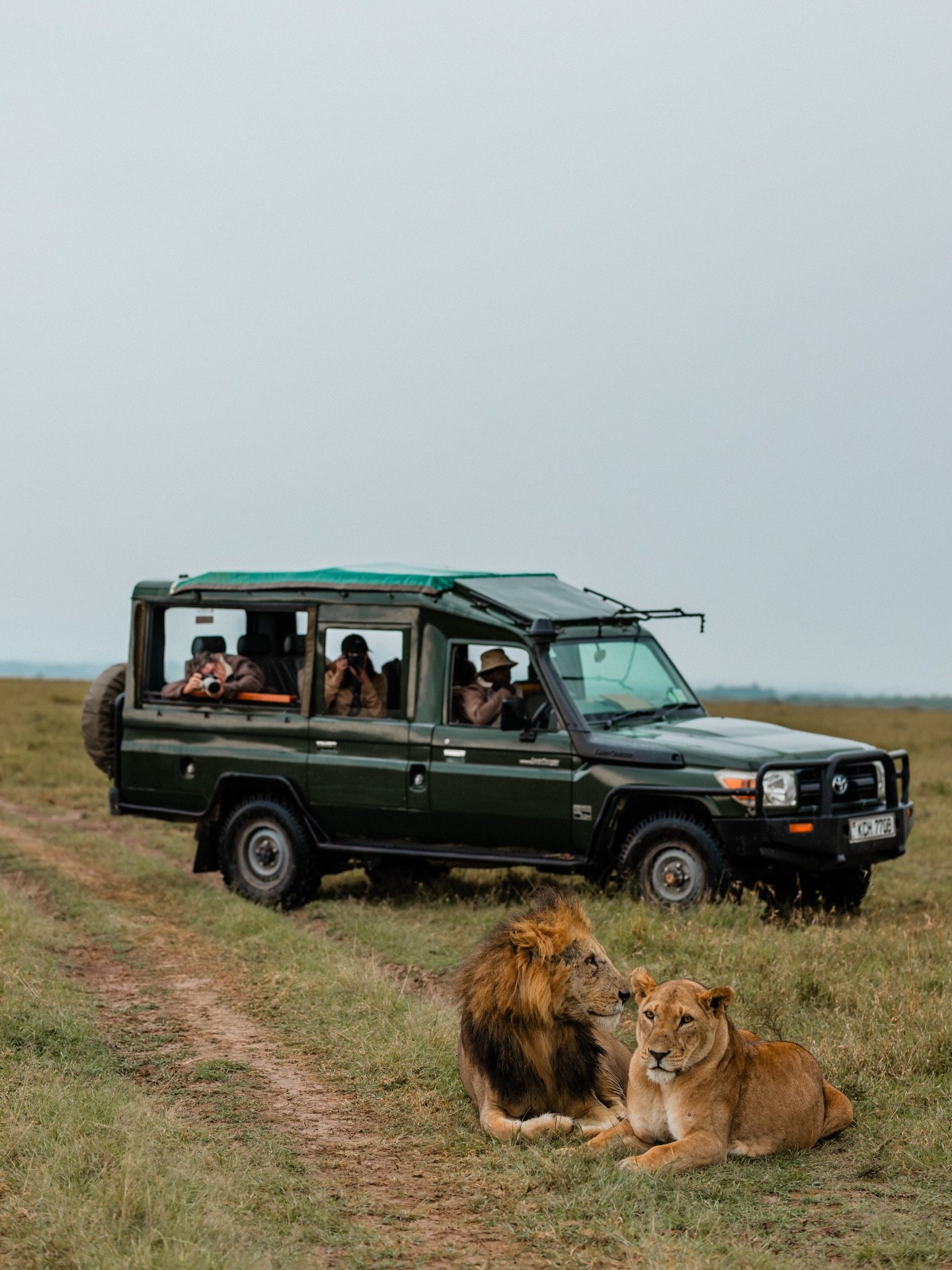 Mating lions are a very busy pair ❤️ They will mate up to 50 times a day for several days when the female is in heat and, though the whole process lasts less than a minute, it&rsquo;s intense and pretty violent. The male lion often bites at the back 