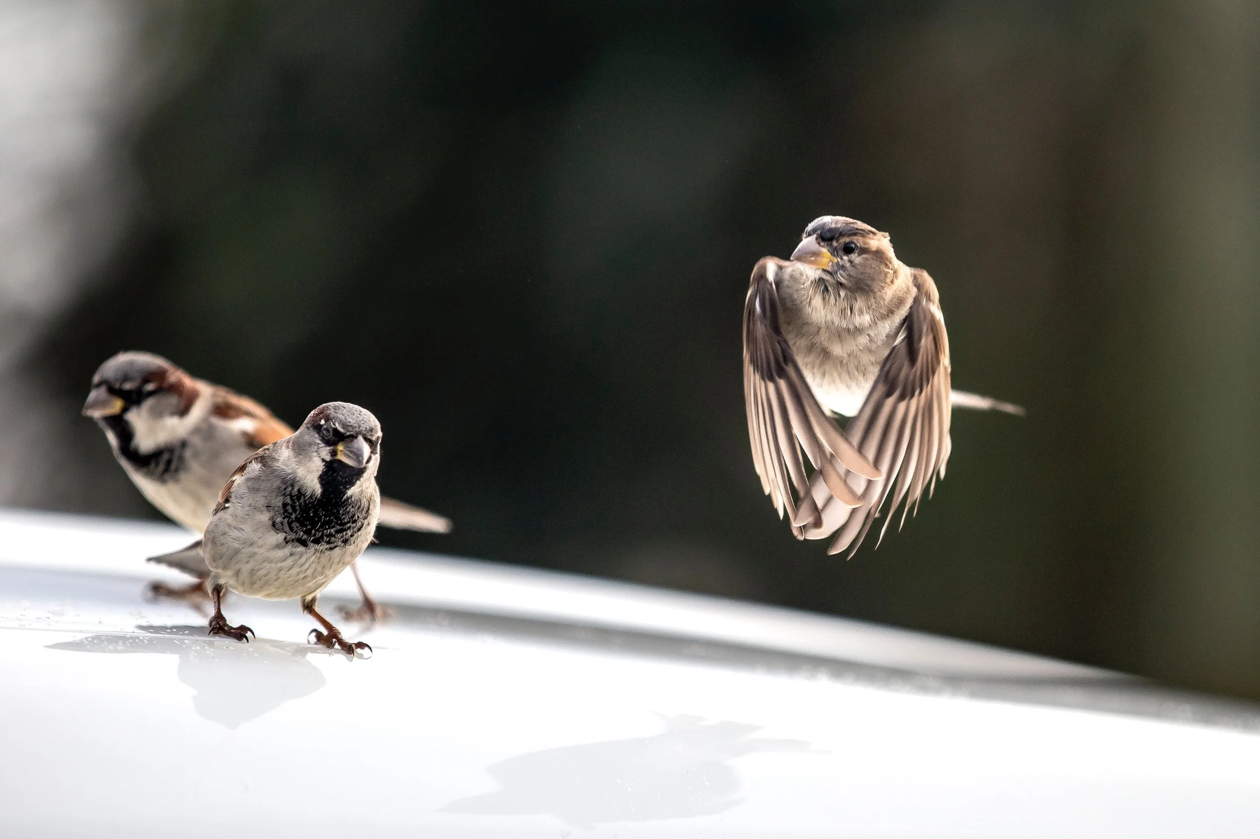 Photo by Phil Botha on Unsplash