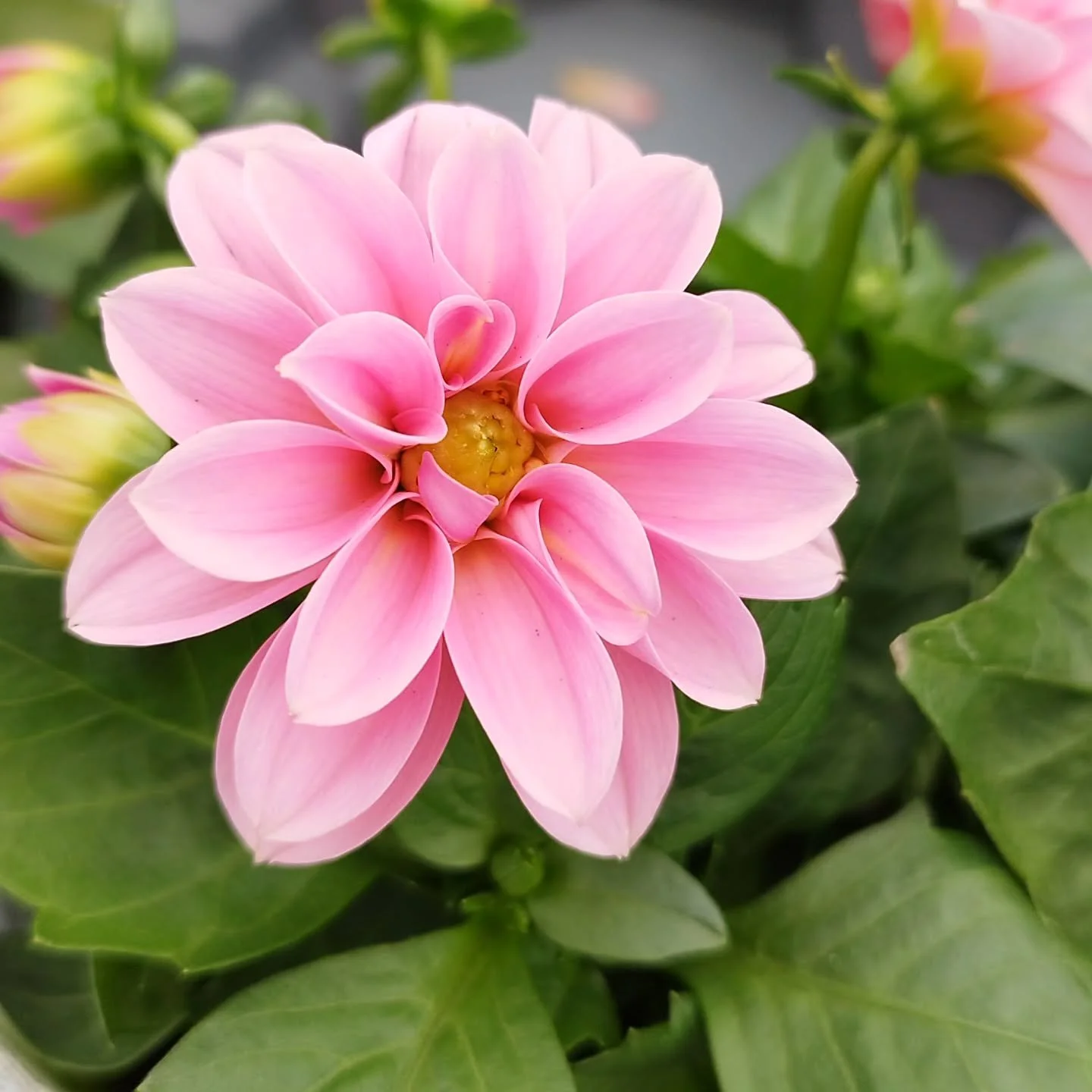 COLOUR INSPIRATION

Beauty in nature.

Colour combinations and the emotions they can invoke is something that really fascinates me... and an area that I'm continually researching.

Nature provides the perfect inspiration for how to combine clothes of