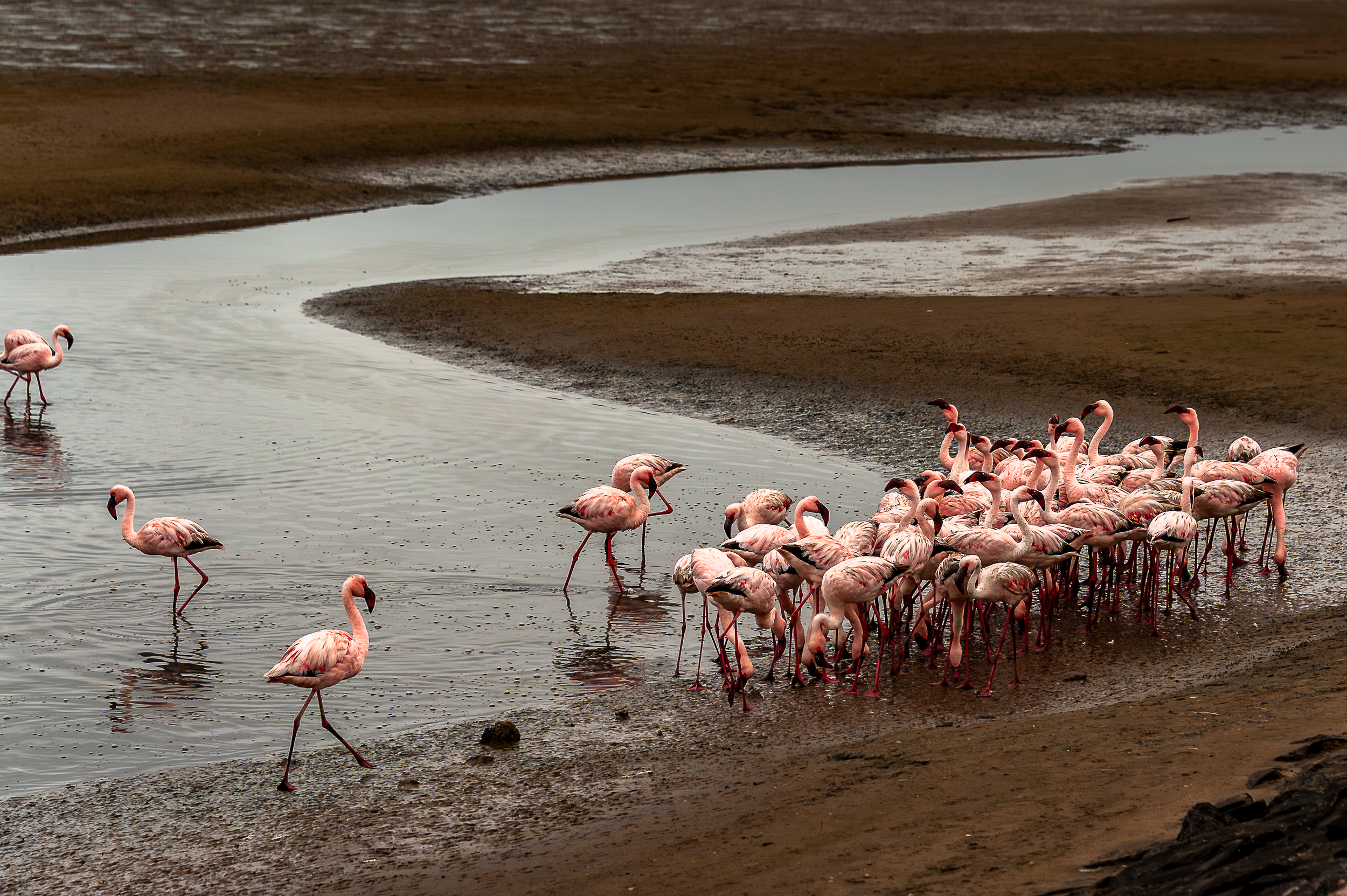 DSC_4372FLAMINGO.PNG