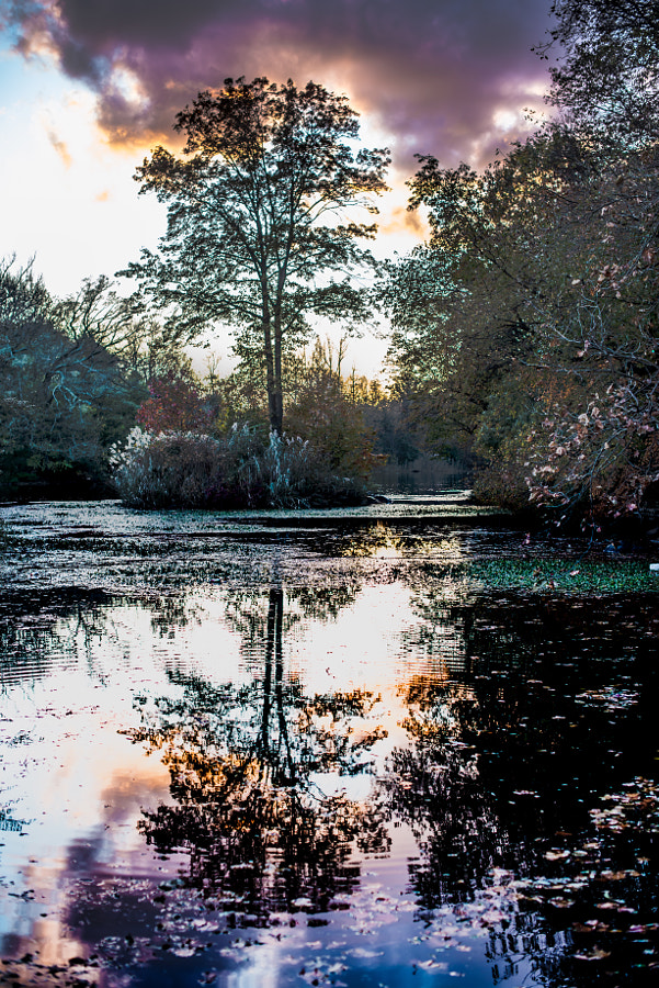 Autumn Silhouette Reflections