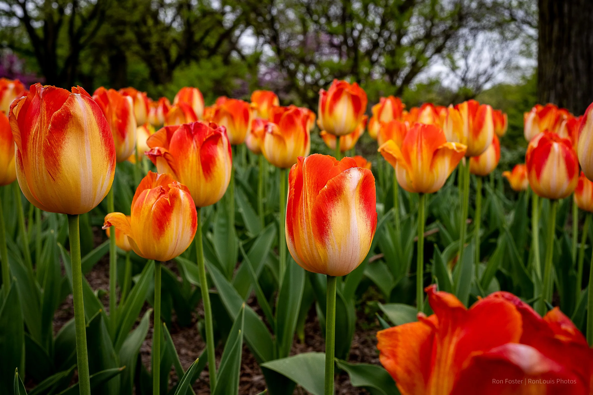 Standing Tall and Proud Tulips by RonLouis Foster