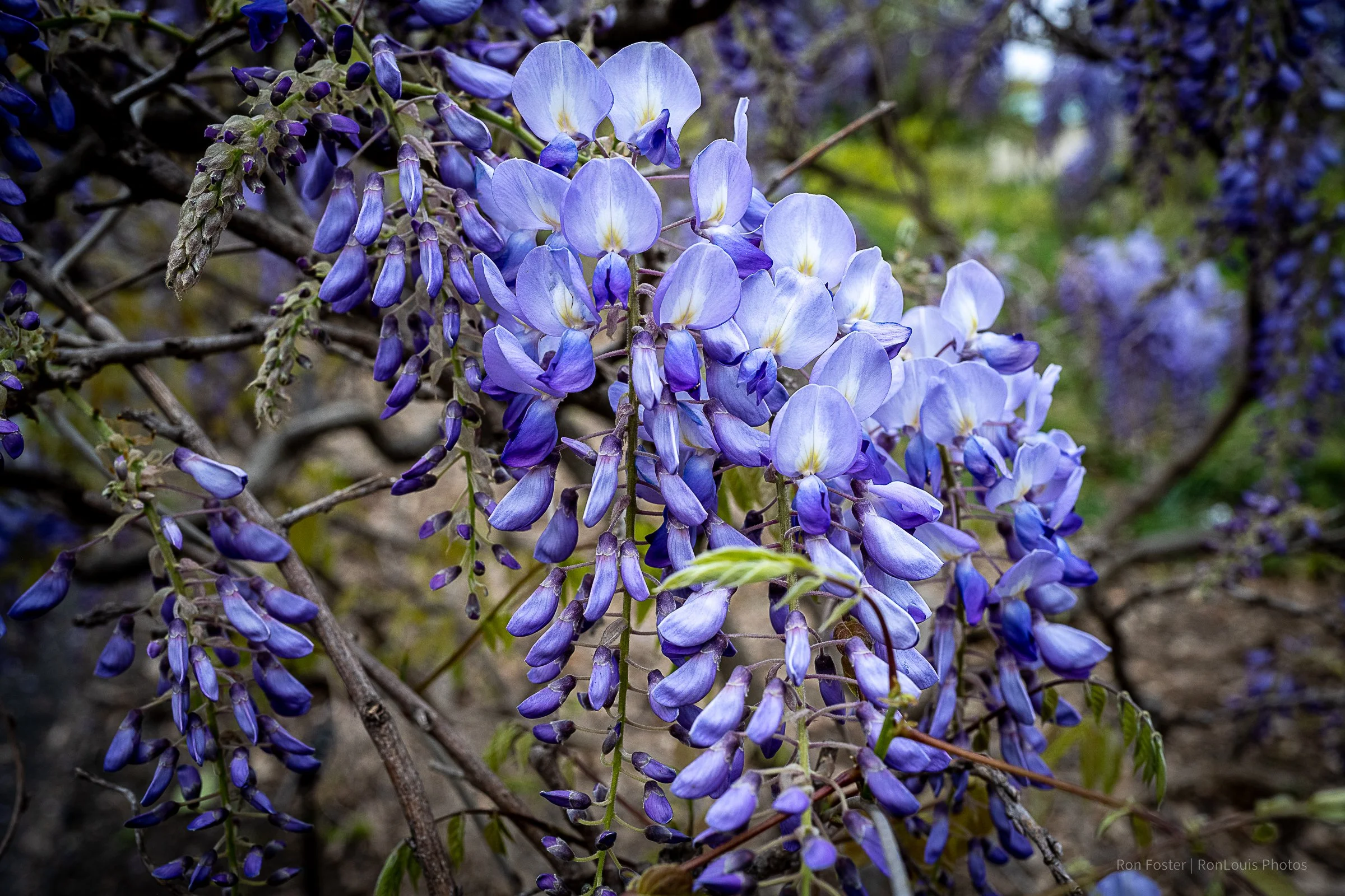 Blooms Swaying with Grace Wisteria by RonLouis Foster