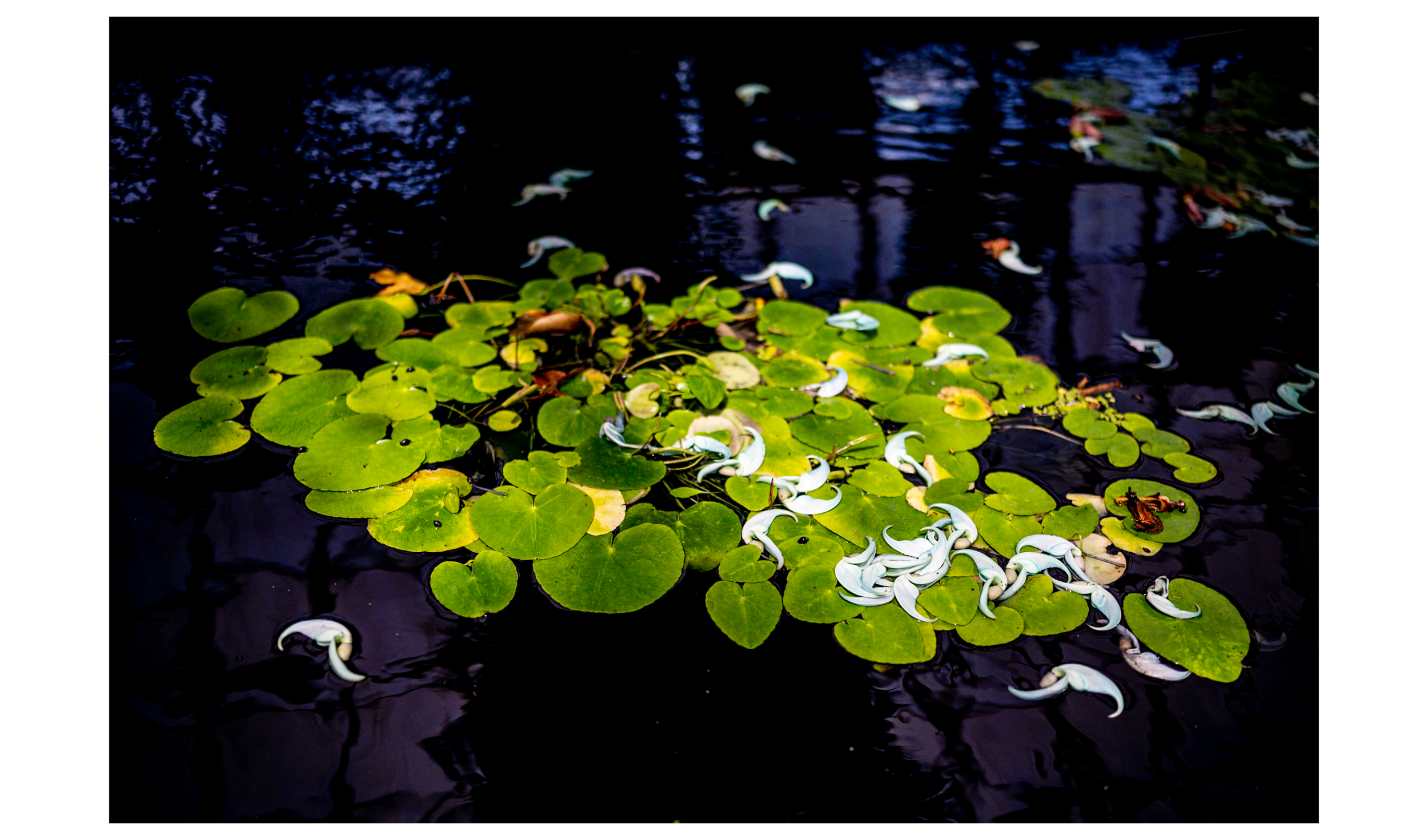 Tranquility Lives Here Lilly Pads by RonLouis Foster
