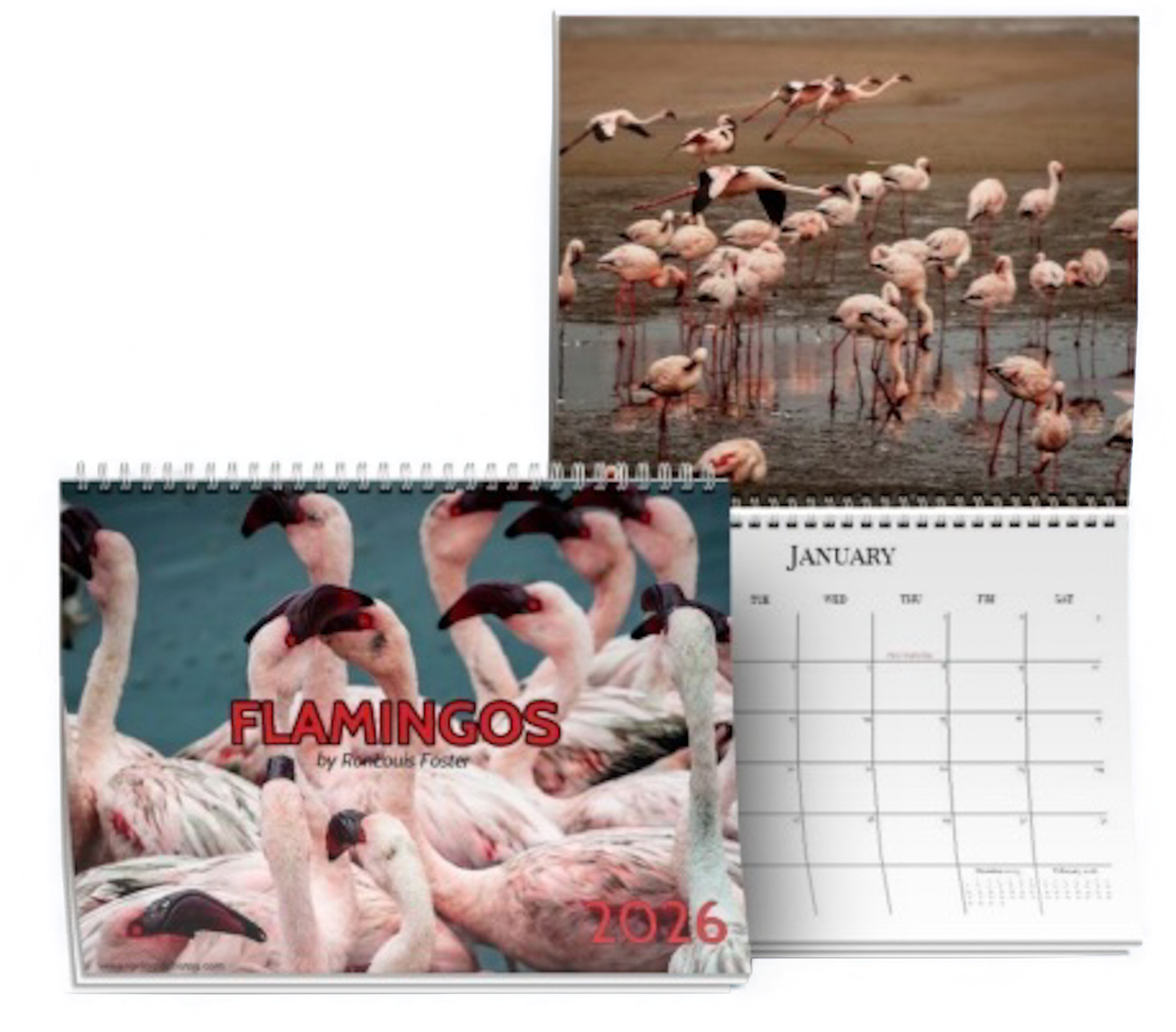Flamingo Photo@2x.png