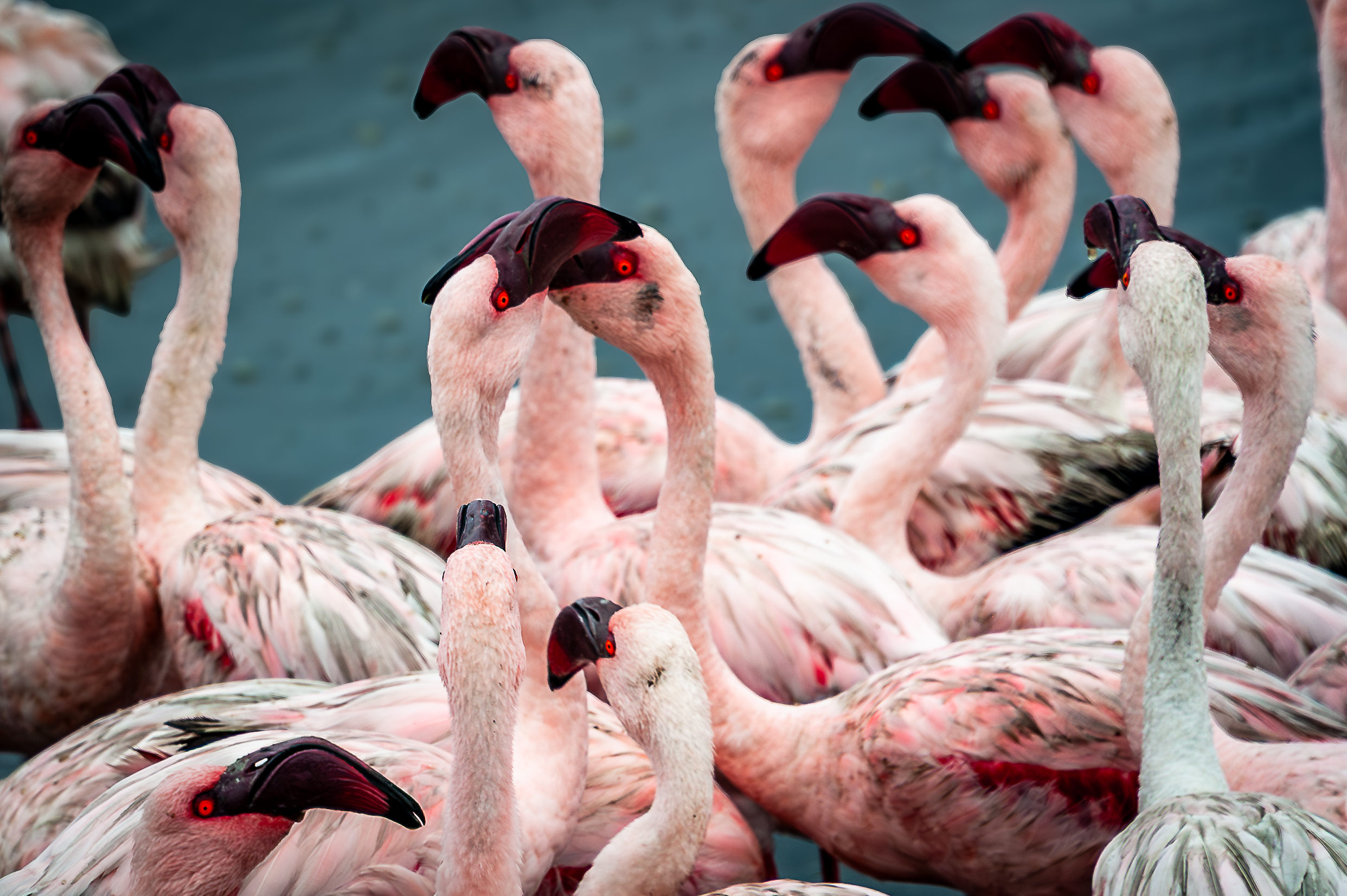 DSC_4351FLAMINGO_1.PNG