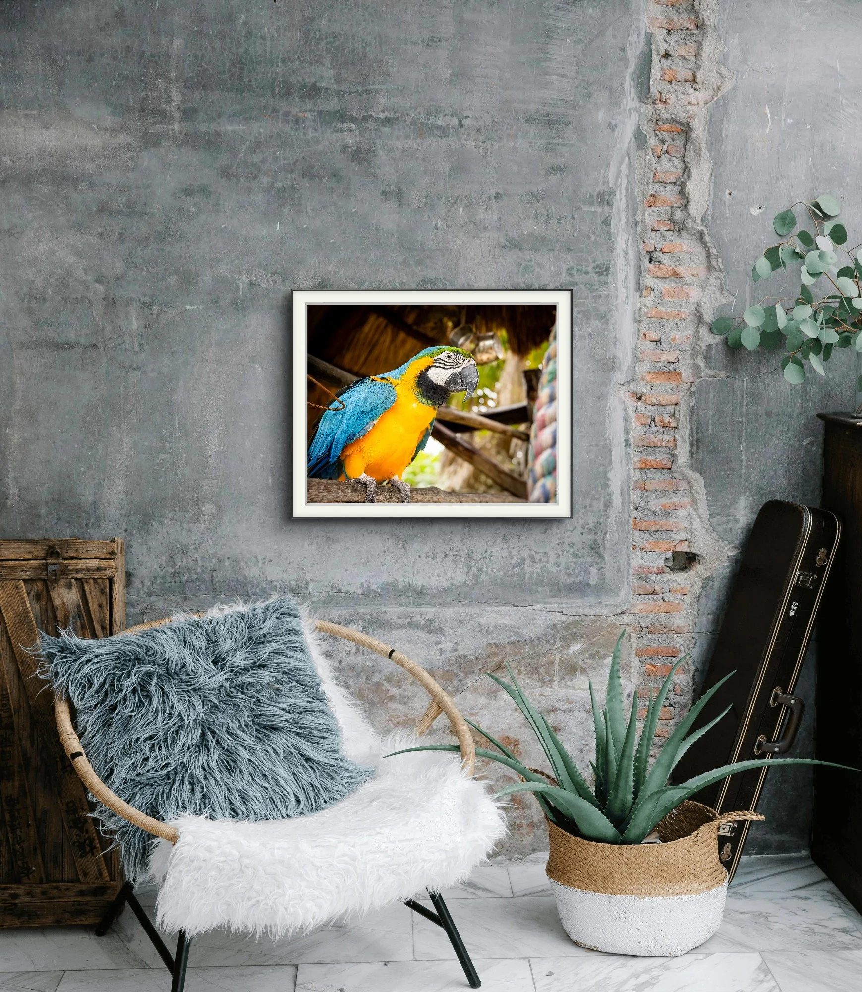 Macaw's Clarity (Digital Download)