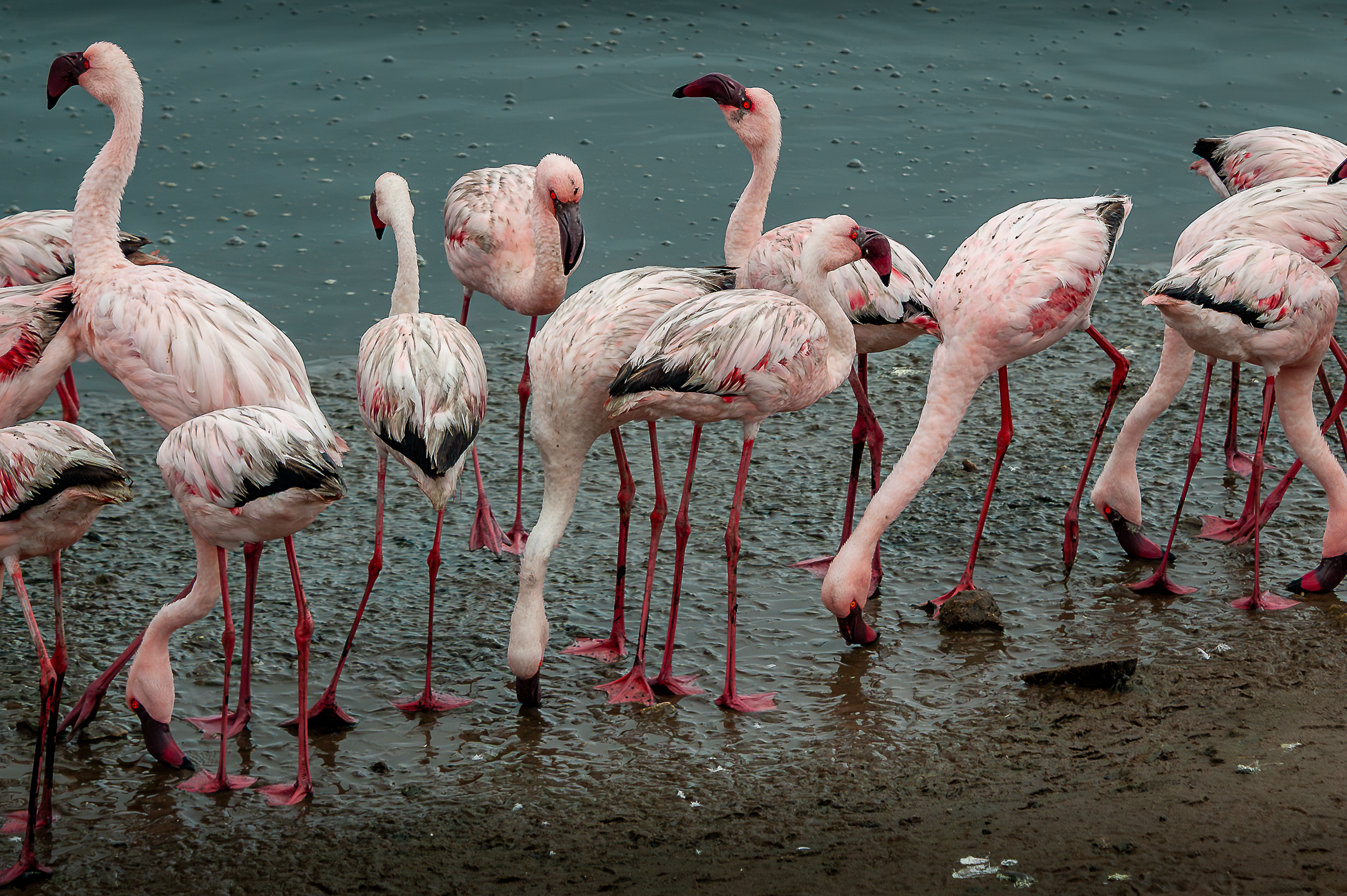 DSC_4374FLAMINGO.PNG