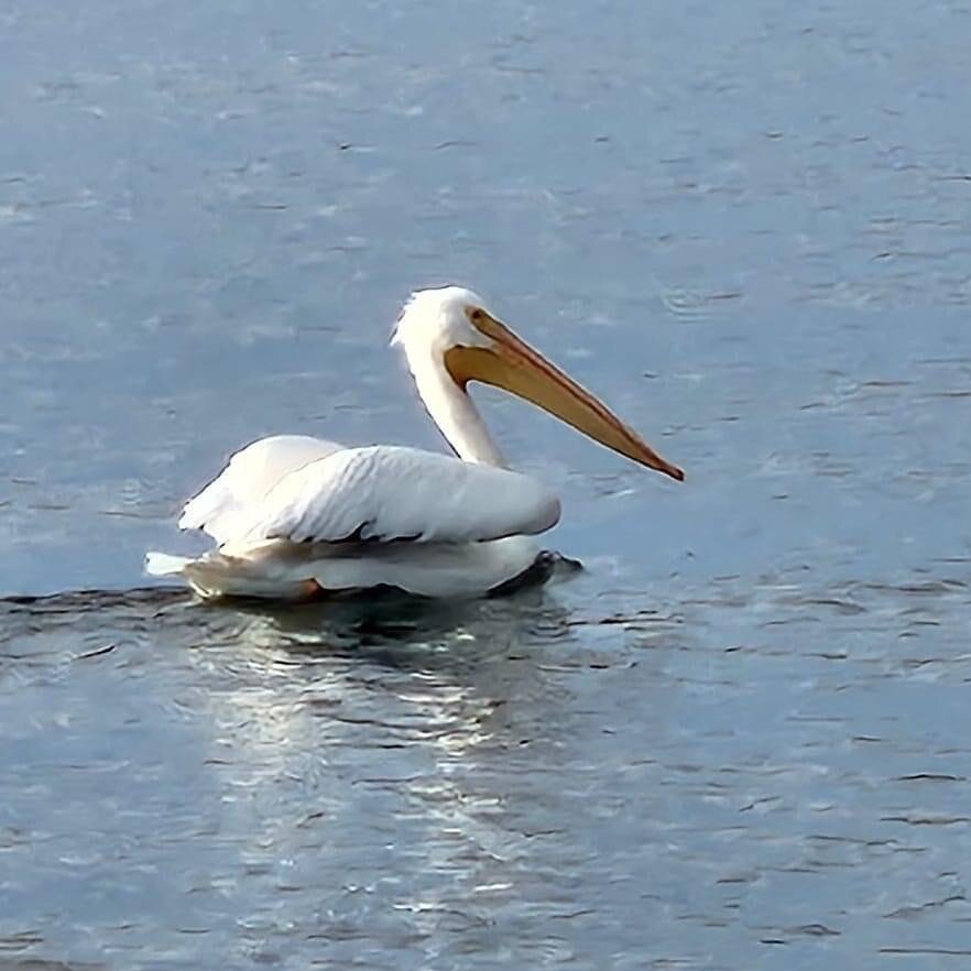 A lone white pelican. I see white pelicans about once a year, they are much larger than our brown pelicans.  Their home range is the Mississippi flyway and Gulf coast.

#outerbanks #obx #obxcrabbing