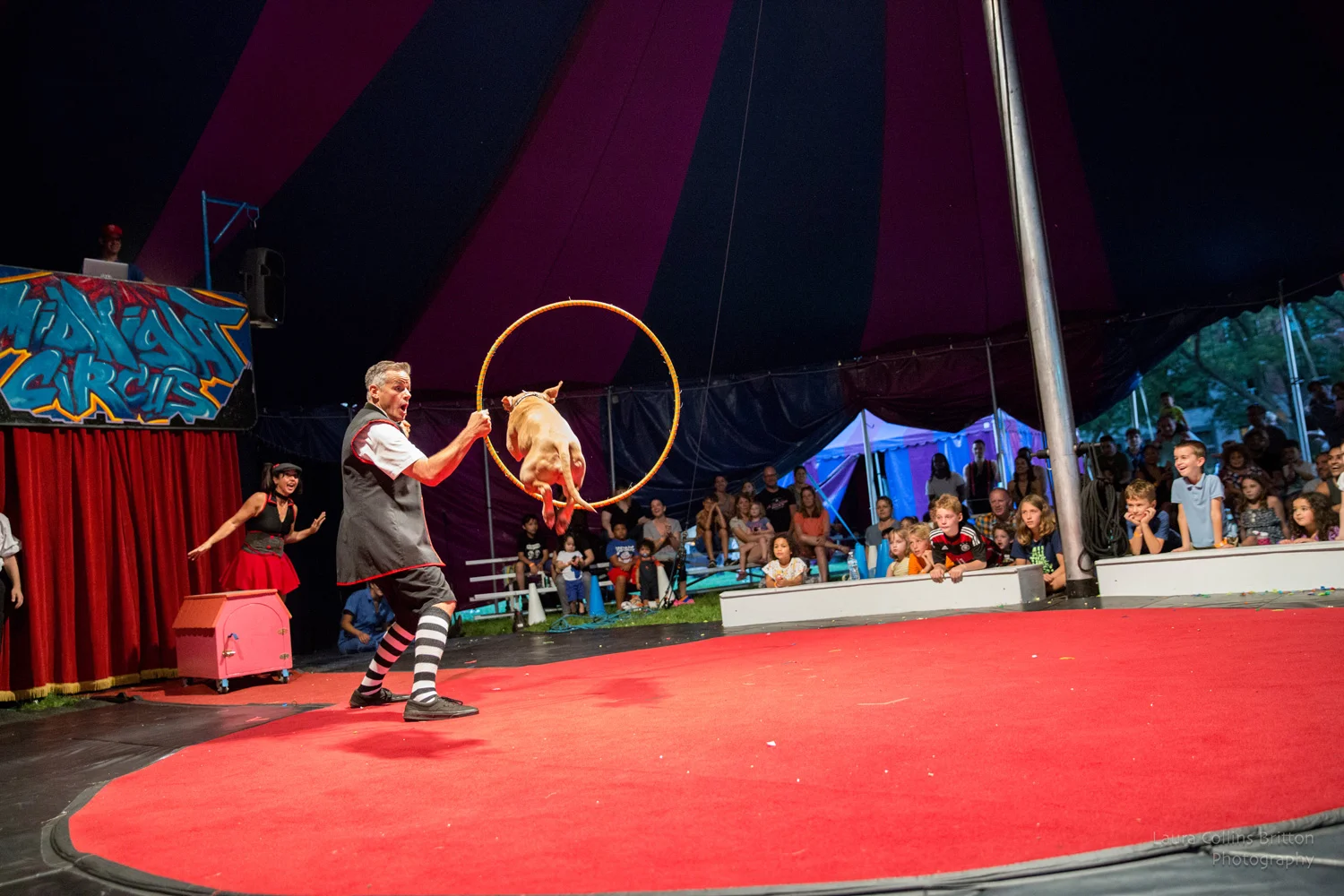 The Four-Legged Stars of Midnight Circus in the Parks