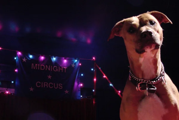 Lola_Midnight_Circus.jpg