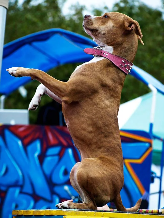 junebug_performing_circus.jpg