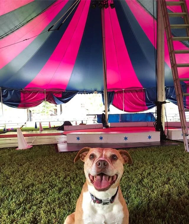 Midnight Circus says Goodbye to our Beloved Junebug