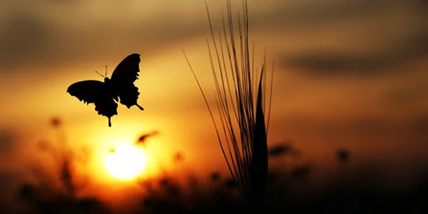 butterfly-release-for-memorial-service.jpg