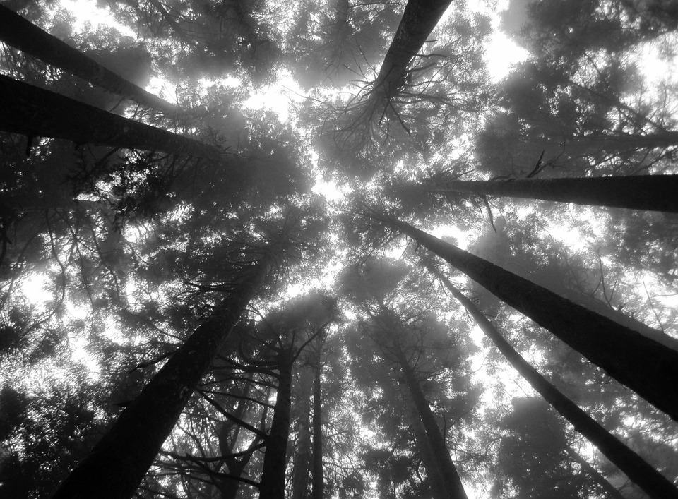 tree-tops-914204_960_720.jpg
