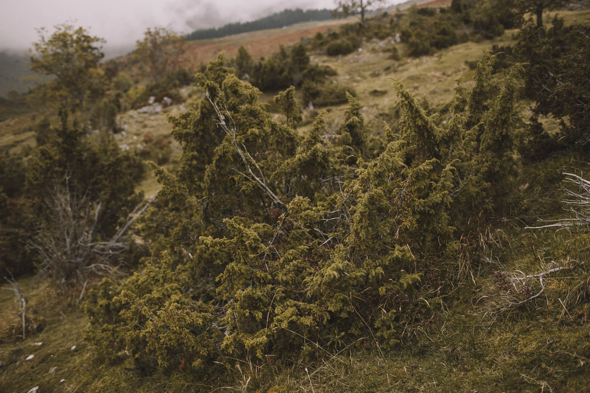 Pyrénées-mountains-wedding-photographer-jeremy-boyer-montagne-engagement-session-love-couple-53.jpg