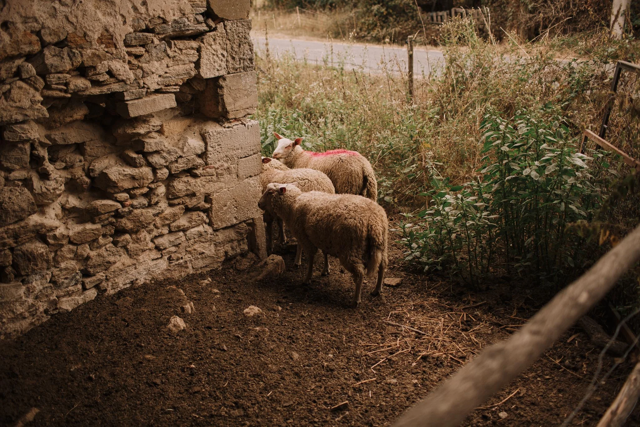 Photographe-mariage-bordeaux-jeremy-boyer-destination-wedding-france-allemagne-iran-dordogne-nastringues-puyan-paul-2.jpg