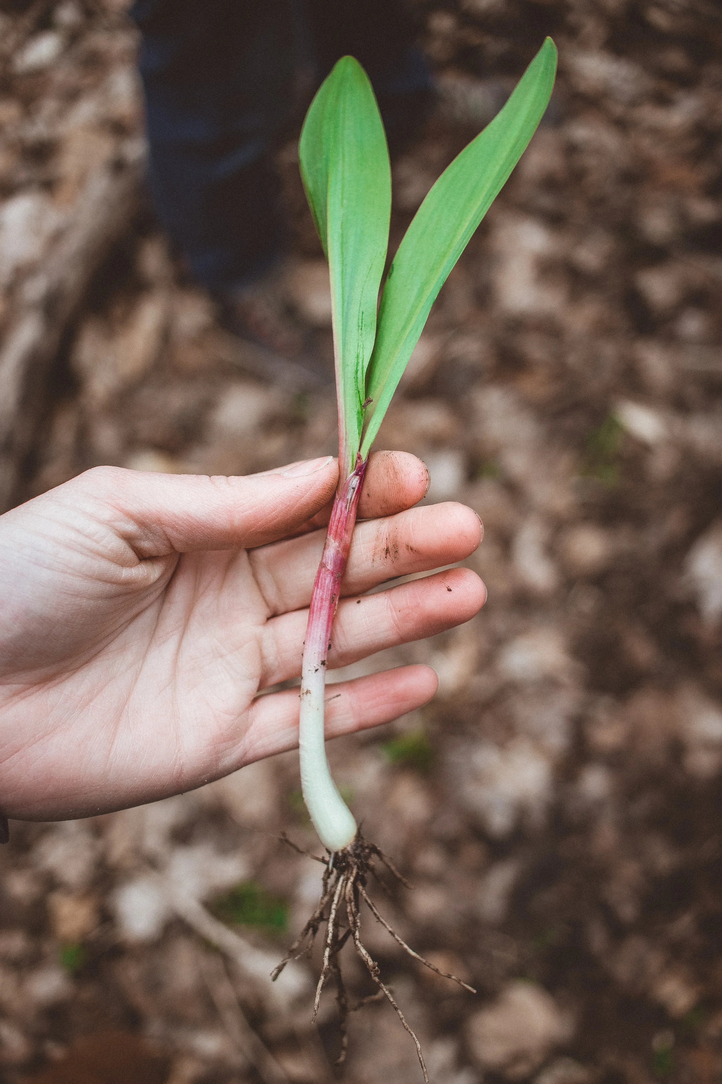 Spring Foraging In Northern Michigan — BLOOM WILDCRAFT