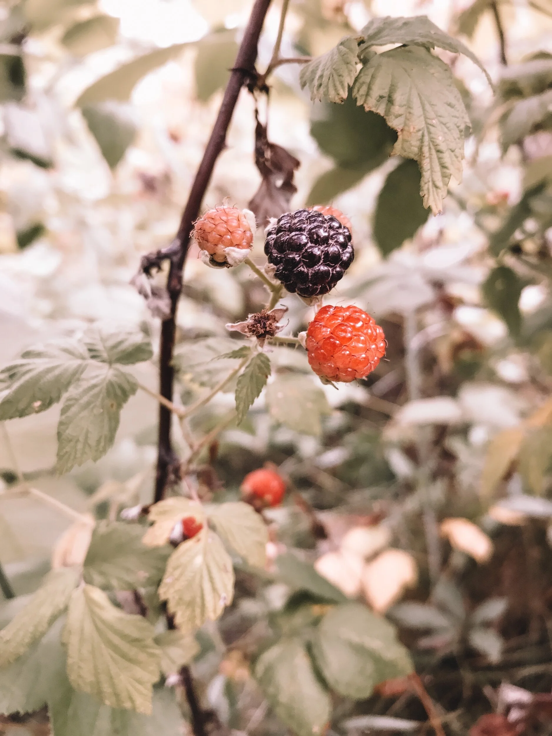 The Meditation of Black Raspberry Harvest