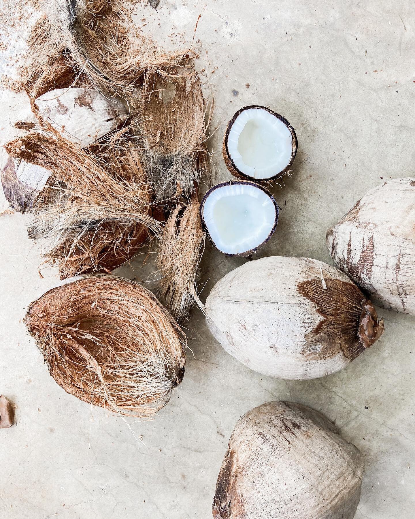 Not our typical harvest, but what an experience!
We recently returned from Florida and both me and @clay__bowers were absolutely amazed at all the wild coconuts around. Such an untapped abundant resource. We stopped to ask some folks if it would be o