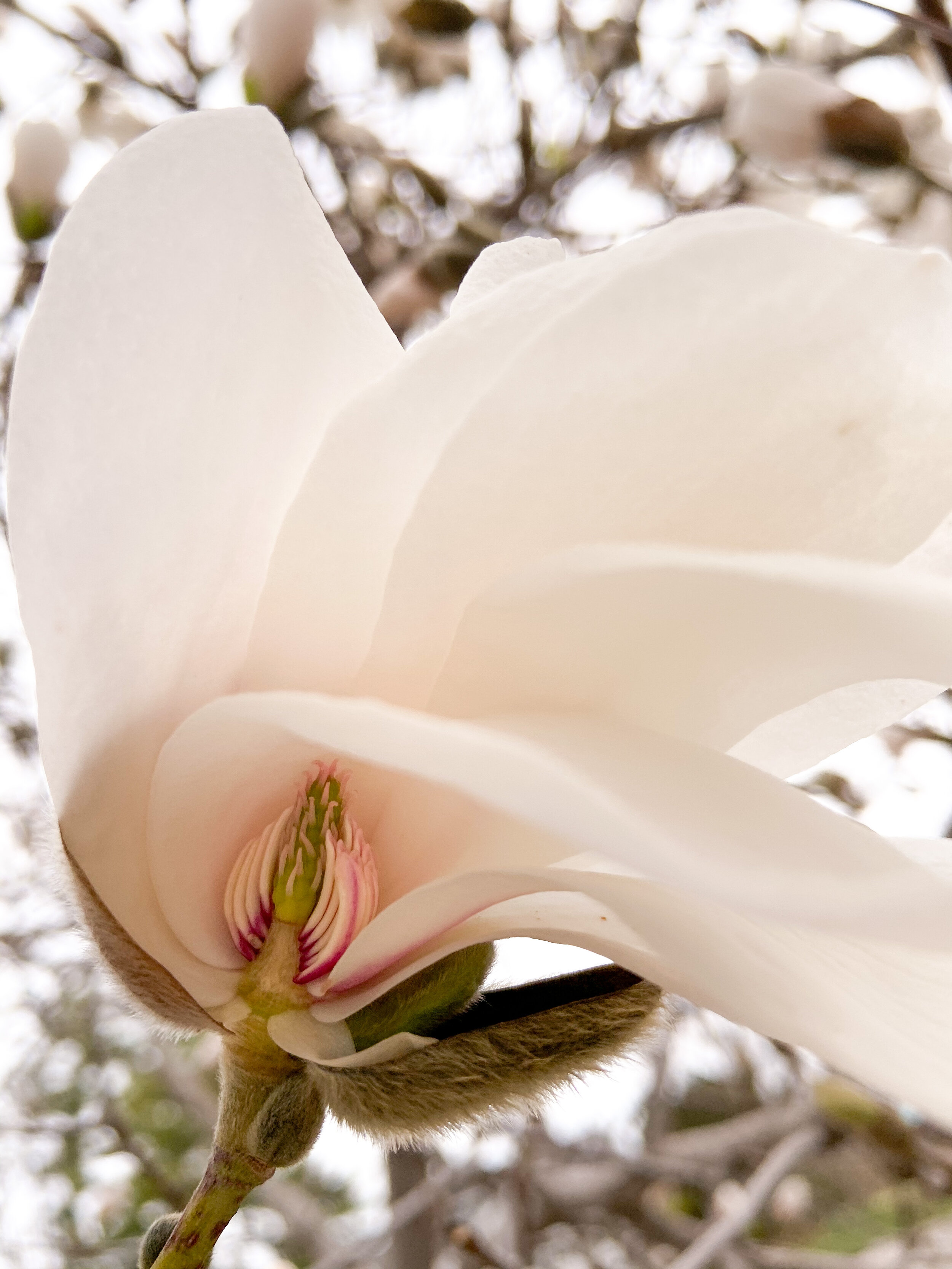 Magnolia Infusions — BLOOM WILDCRAFT