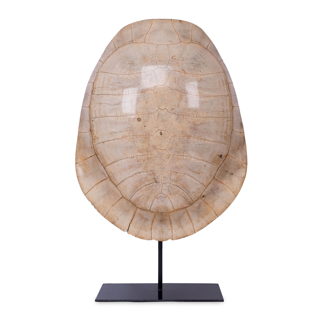 blonde+turtle+shell+carapace+white+loggerhead+1.jpg