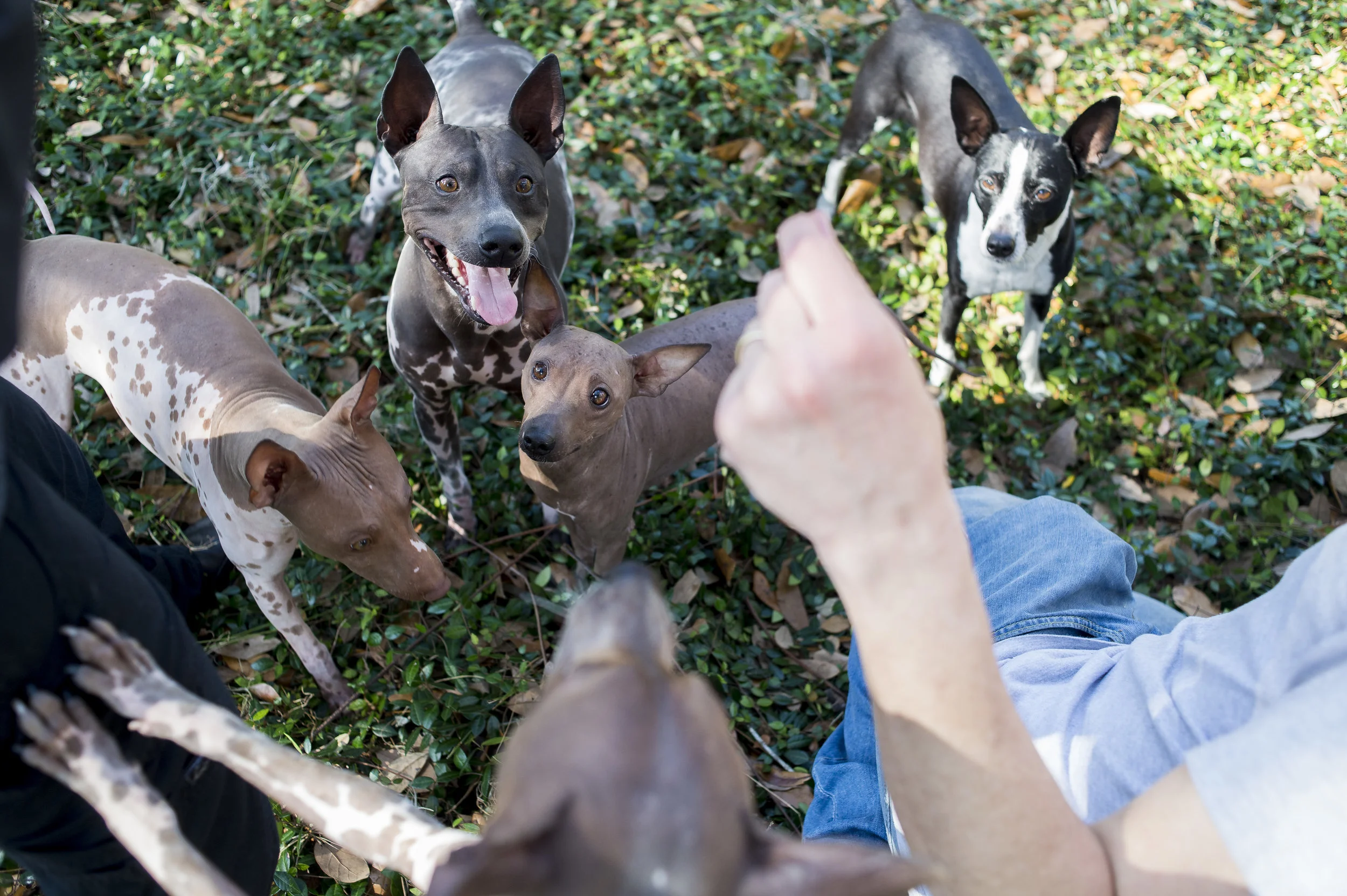  American Hairless Terriers for the New York Times. “These Dogs Feel Like ‘Warm Bologna.’ Their Fans Say Bald Is Beautiful." 