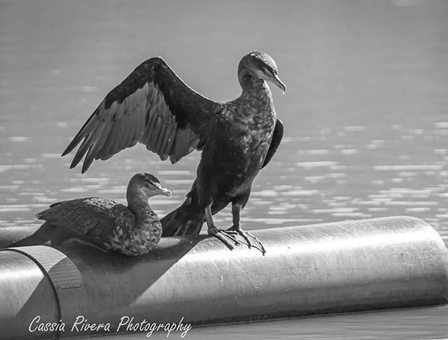 I've been commissioned by a client to capture &quot;friendship&quot; in birds for an upcoming project. This is my first edit in the series.  To me,  one wing over another symbolizes protection, strength and love.

#friendship #wildlife #wildlifephoto