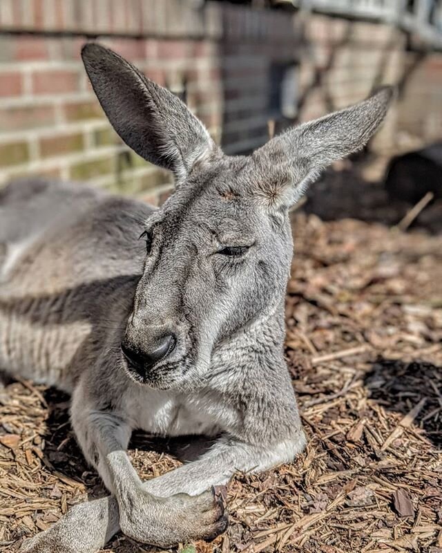 I loved spending time with @animal.edventures yesterday learning all about their rescued animals and their mission!  They do amazing work!  I couldn't get enough of this guy who loved relaxing in the sun!

#kangaroo #animalrescue #animalsanctuary #sa
