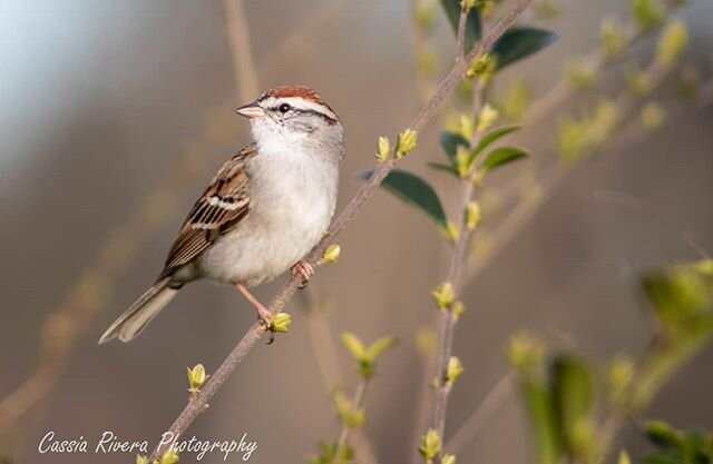 I came across this beautiful chipping sparrow during this evening's golden hour! 
#sparrow #chippingsparrow #birds #birdsofinstagram #birdphotography #nature #hiking #trails #wildlife #wildlifeonearth #wildatheart #yourshotphotographer #natgeoyoursho