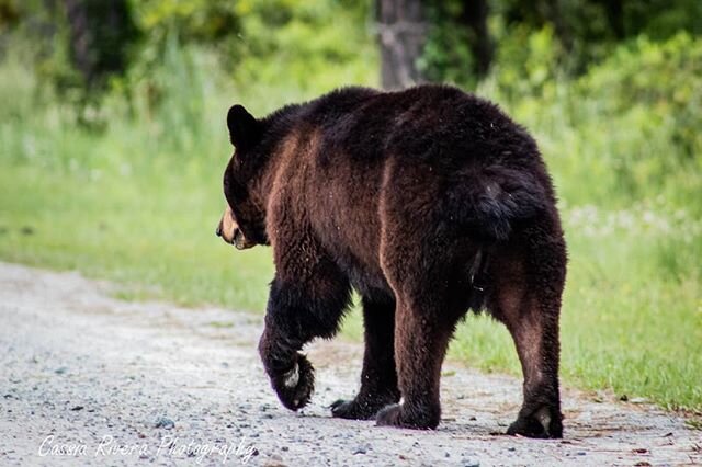 Three weeks left until my trip back to the Alligator River Refuge.  I hope to see this mama bear again!

#bear #blackbearcountry #alligatorriverrefuge #refuge #wildlife #wildlifeonearth #yourshotphotographer #nature #naturallight #hiking #trails #out