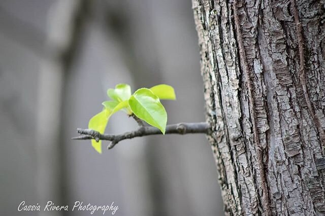 During tumultuous times, nature has always been my place of refuge.  It is a healing place that quiets the noise, restores peace of mind, and renews strength of heart. Nature is food for the soul and now more than ever, we need it!

#nature #natureph